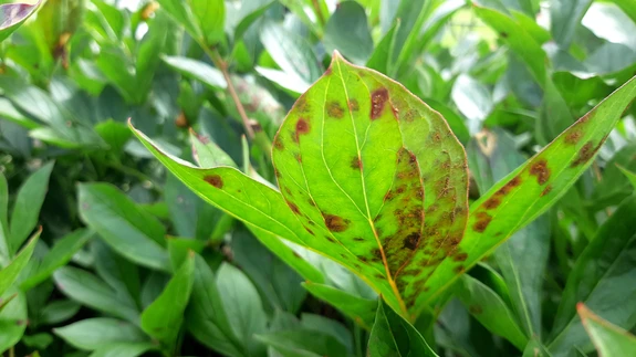 Viltrooste on asunud lehte vallutama. 