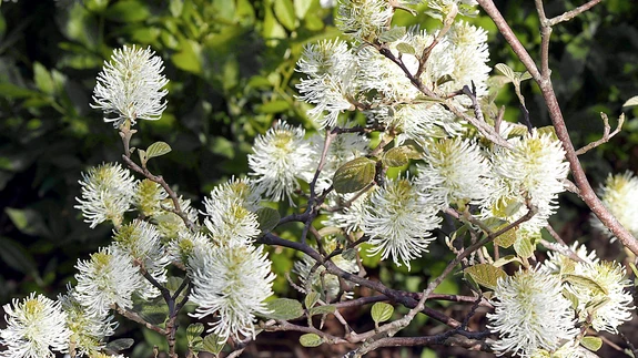 Põnevate õisikutega väike-võlupõõsas on kevadaia pilgumagnet.