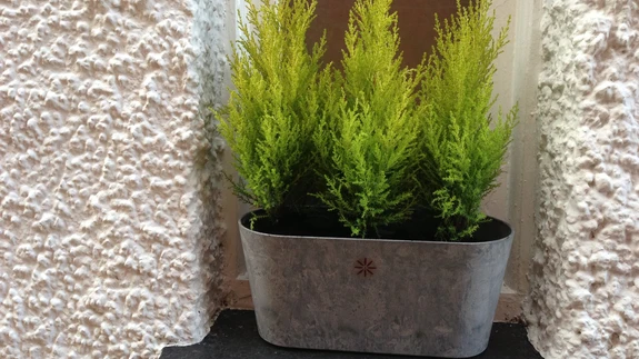 Tõsta potiokaspuud võimalikult valgusrikkasse, jahedasse ja niiske õhuga ruumi kevadet ootama.