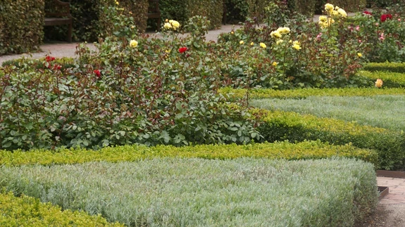 Siin pildil tekib taust ja muster värvidest ja pügatud vormidest nii maapinnal kui ka vertikaalselt. Vabakujuliselt kasvavatele lopsakatele roosidele on antud võimalus tausta najal välja paista. Kuningate aed, Kopenhaagen