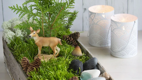 Too mets kandikul tuppa!