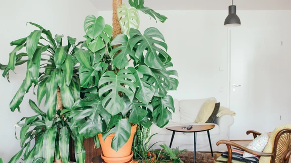 Tulevikku silmas pidades tuleks suurekasvulist taime ostes mõelda, kas ta ka kümne või enama aasta pärast tuppa ikka ära mahub.