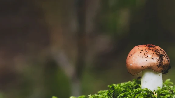 Enne kui lähed imelist aroomi pannile või purki püüdma, anna teada ka pereliikmele-sõbrale, kuhu kanti ja kui kauaks plaanid minna.