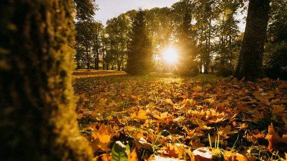 Kuldne sügis on saabumas
