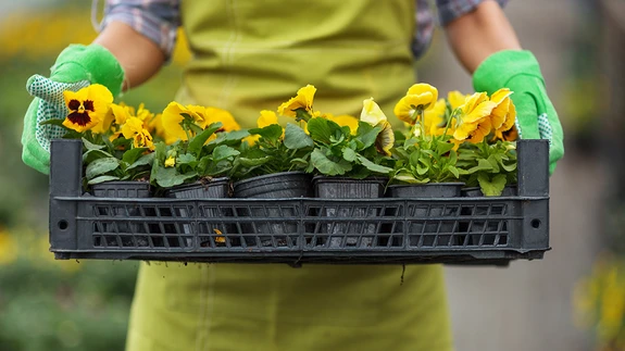 Kevadel varajaste õite saamiseks külvatakse võõrasemad juba suve lõpul või varakult jaanuaris ning kasvatatakse kasvuhoones ette.