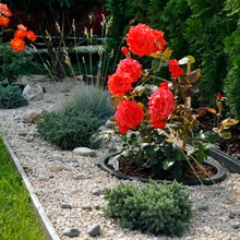 Nutikad lahendused. Roosidel on omaette servatud kasvuala, murul oma.