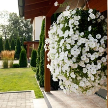 Vihma eest kaitstud, ent valgusküllases kasvukohas kosub hea hoolduse korral hiiglaslik, terve suve õitsev tohutu õiesülem.