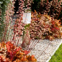 Helmikpöörised talvituvad edukalt, kui saavad talvise niiskuse eest peale kerge katte.