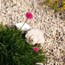 Erksad värvilaigud püüavad pilku: merikanni üksikud hilised õied. Aeda kaunistavad kaugemate ja lähemate merede äärest toodud meenutused.