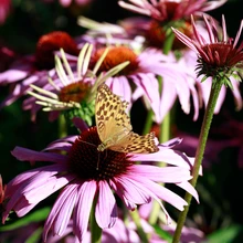 Liblikate lemmiksiilkübar on söögilauaks rohetäpikule