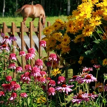 Päevakübarate sorte on perenaisel mitu, nagu ka säravaid päikesesilmi. Aia taga sööb rohtu ja püüab pilku pere hingeline ja hea abiline, Eesti tõugu raskeveohobune.