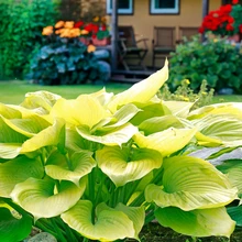 Hostasordid pakuvad võimsaid lehemustreid ja rikkalikku rohelise spektrit. Taamal saunaterrassil täiendavad pelargoonipunast erksad kobarpead.
