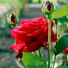 avatud maastik, tamra