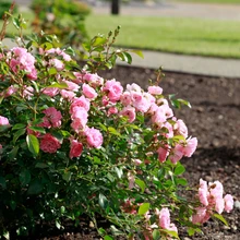 avatud maastik, tamra