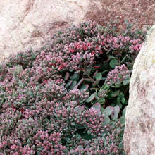 avatud maastik, tamra