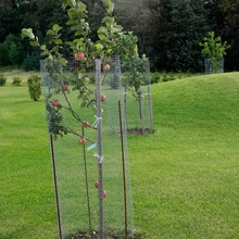 avatud maastik, tamra