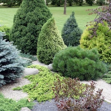 Igihaljas terrass Rohelise erinevad varjundid rõõmustavad silma nii suvel kui ka talvel, nagu ka pererahva valitud pinnakate, rahulikes toonides killustik.