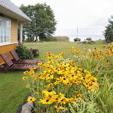 Väikseõielised krüsanteemid peavad tuulises kohas paremini vastu kui haprad suureõielised taimed.