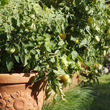 Maja päikselisel ja tuulevarjulisel lõunaküljel on lisaks potitomatitele veidi ruumi ka herne- ja vaarikapeenrale.