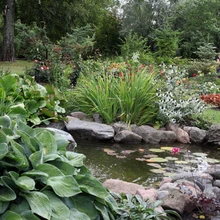 Vesiroosidega ehitud tiigist saavad vajaliku joogivee nii koerad kui ka mesilased. Teist nii suur hostat kui siinne sort ’Sum and Substance’ annab otsida, seda hoiab perenaine eriti.