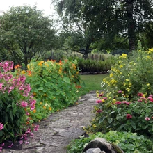 Madalal võrkaial ronib suur mungalill, vasakul roosatavad floksid, paremal pruudisõled e tsinniad.