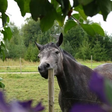 Hobune Pinkerton teeb juttu külalisega, kes võrkaial ronivat elulõnga imetlema asus.