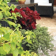 Konkursil Kodu kauniks 2014 pälvis aasta aia tiitli ja 2500 eurot Bauhofilt Vaike-Aino Smirnovi ja Kristi Smirnoffi kaunilt ning otstarbekalt kujundatud liigirikas koduaed Tallinnas Pirita-Kosel.