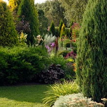 Okaspuude roheline taust ergastab õietoone.