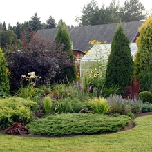 Väikesest kasvuhoonest ja selle kõrval olevad peenardest piisab perele. „Köögipool“ on põõsaste taga peidus.