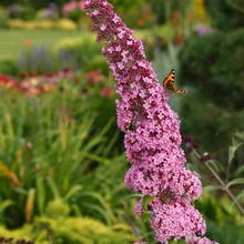 Liblikate lemmik. Meil sageli püsilillena käituva budleiapõõsa rasked õisikud meelitavad ligi tiivulisi putukaid.