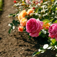 Roosipeenar räägib heast asukohast ja hooldusest.