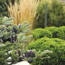 Varakult käbikandev korea nulg Abies koreana ’Silver Show’ ehib aeda ka talvel. Tugevalt püstjas kõrreline ning hariliku elupuu ’Danica’ pehmed ümarad vormid moodustavad meeldiva kontrasti.