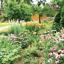 Kunagisest võpsikust on saanud avara muruplatsi ja seda ääristavate püsikupeenardega hoolitsetud iluaed, kus ruumi ka viljapuudele. Vana õunapuu on korda lõigatud ja alõtša õitseb maikuus nagu valge vihmavari.