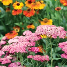 Soojade toonide kokkukõla: ees hariliku raudrohu sort, taga sügisheleenium.