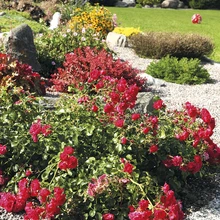 Vastupidavad ja rikkalikult õitsevad pinnakatteroosid on perenaise lemmikud.