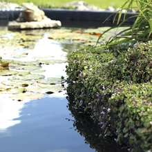 Õrn müürilill katab kiirelt basseiniserva, ka teistele taimedele meeldib siinne suurem õhuniiskus