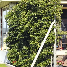errassivarjuks istutatud sidrunväändik pakub nii kindlat tuulevarju kui ka ülitervislikke marju, selle lehti võib aga noppida teetegemiseks.