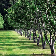 Eeskujulik ploomiaed pakub toredaid hetki kevadisest õitsemisest härmatises võragraafikani.