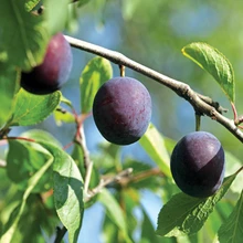 Valmivad ’Liisu’ sorti ploomid on maitsvad ja ilmastikukindlad.
