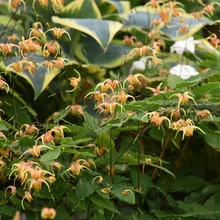 Epimeedium ’Amber Queen’.