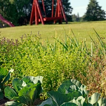 kodu kauniks 2017, maastikukujundus