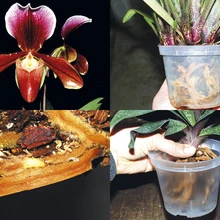 Istutamisel tuleb taim paigutada potti nii, et mõlemad püsti seisaksid. Kui taim on potis ebastabiilne, sest juuri on vähe, fikseeri ta tugikepiga.