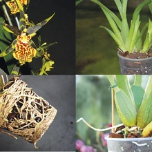 Istutatav taim tuleks mõni päev varem korralikult läbi kasta ja ka väetada, et varustada teda esimesteks päevadeks vajaliku veega. Ka uus istutussubstraat tuleks paar päeva enne kasutamist niisutada ning lasta sel pisut taheneda.